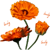 Marigolds marigold orange flowers