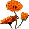 Marigolds marigold orange flowers