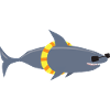 Funny Shark