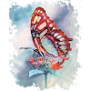 butterfly