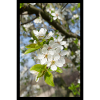 Kirschblüten Print