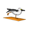 Seabird Yoga Méditation Fitness