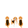 beagle, hunting, hunting dog