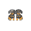 Dachshund