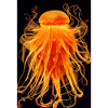 Méduse de feu