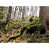 Moos im Wald
