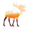 Moose