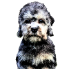 Dandie Dinmont Terrier