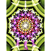 Traumfänger Blütenmandala