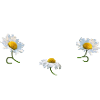 Ida Birthday Ida