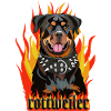 Rottweiler Fire