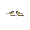 Birds Daisies
