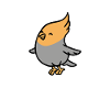 Parrot will poop on everything