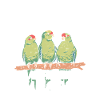 Parrots are great