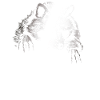 Raccoon