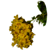 Trompette d'or
