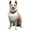 Berger Picard Dog - Berger Picard