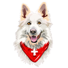 berger blanc suisse