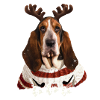 Christmas dog Basset