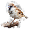 Native Garden Birds Sparrow