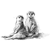 Meerkat Spread