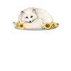 Arctic Fox