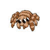 Kawaii jumping spider