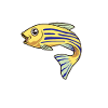 Kawaii zebrafish