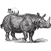 Gatto vintage sul rinoceronte