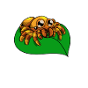 Kawaii jumping spider