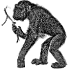 Chimpanzee with branch