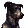 Beauceron Dog - Beauceron