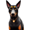 Beauceron Dog - Beauceron