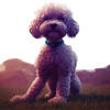 Lagotto Romagnolo Dog - Lagotto Romagnolo