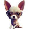Chihuahua Chien - Chihuahua