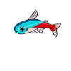 Kawaii neon tetra