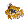 Kawaii Butterfly Cichlid