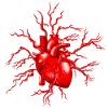 Medicine Heart Anatomy