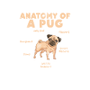 Pug