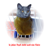 Katzen Vogel Poster