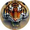 Tigre