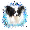 papillon,dog,spitz,zwergspitz,pompom