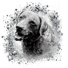 Chesapeake Bay Retriever,Retriver,Dog,Painting