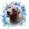 Chesapeake Bay Retriever,Retriver,Dog,Painting