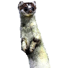 ermine
