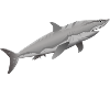 L’anniversaire de Noé Noah