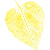 Linden leaf / Leaf Linde