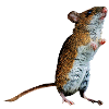 field mouse