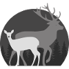 Hunting hunting doe deer