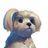 Malteser Hund - Malteser